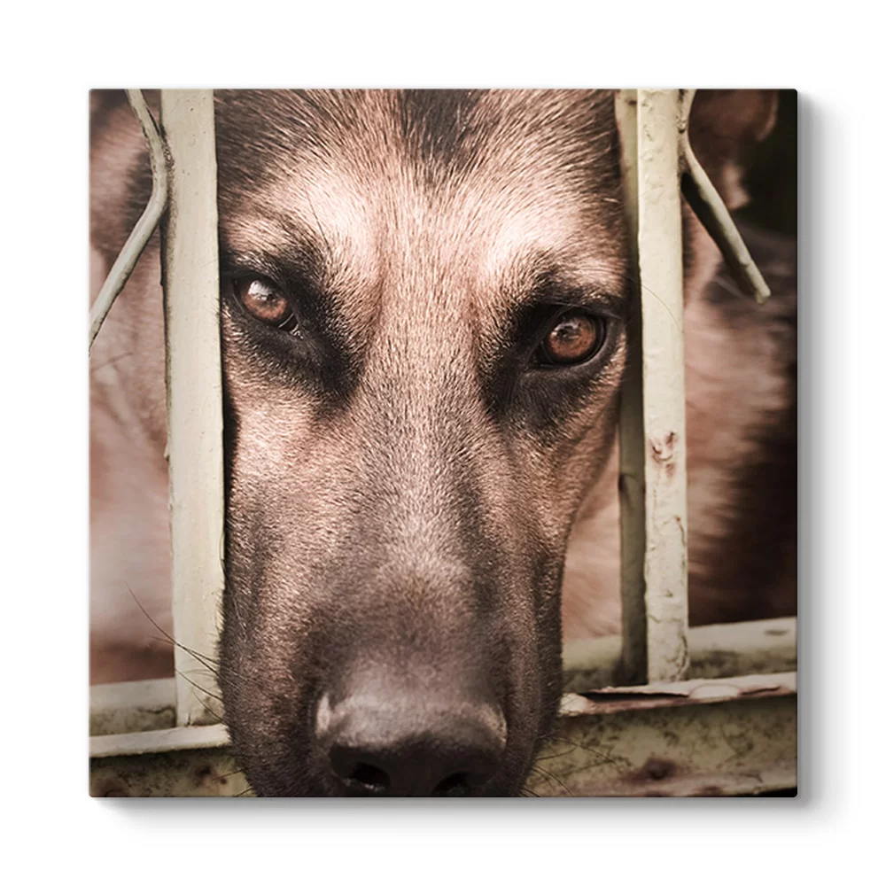 Kurt Köpeği Tablosu - Model 3